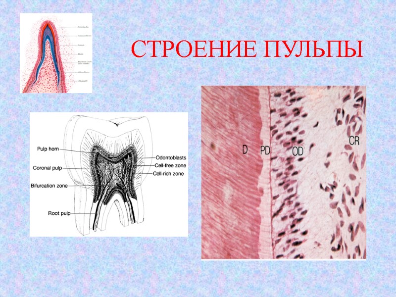 СТРОЕНИЕ ПУЛЬПЫ